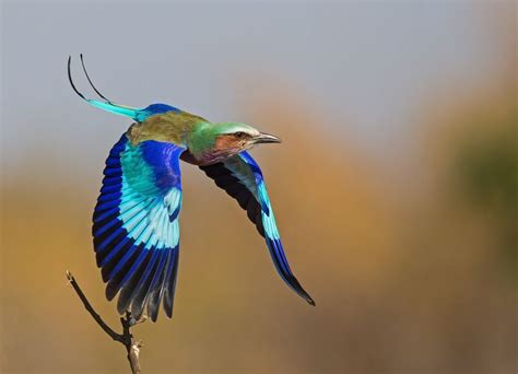 African Savanna Birds Flying - Pets Lovers