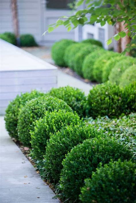 Caring Tips For Boxwood Garden Plants | Boxwood garden, Front yard ...