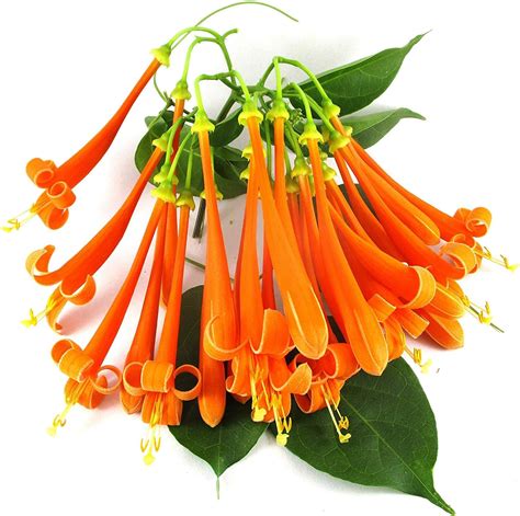 50Seeds Trumpet Honeysuckle Vine Lonicera Sempervirens Seeds Vines