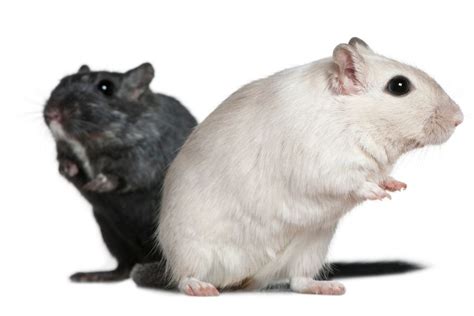 Gerbil Vs. Mouse: Which Is The Better Pet? (Key Differences)