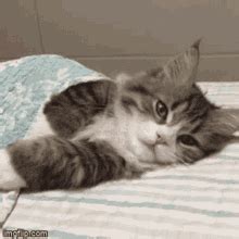 Lazy Cat Gif GIFs | Tenor