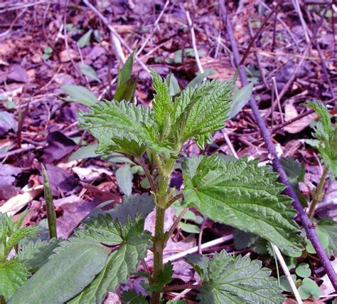 Urtica dioica (stinging nettle): Go Botany