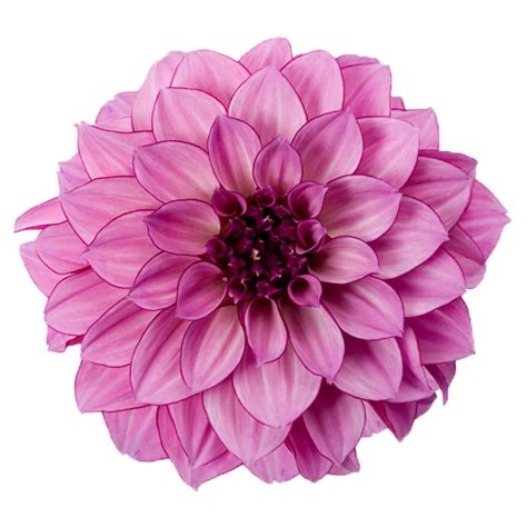 Dahlia PNG Transparent Images