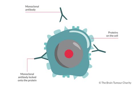 Bevacizumab or Avastin | The Brain Tumour Charity