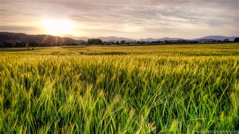 Green Wheat Fields Wallpapers - Wallpaper Cave