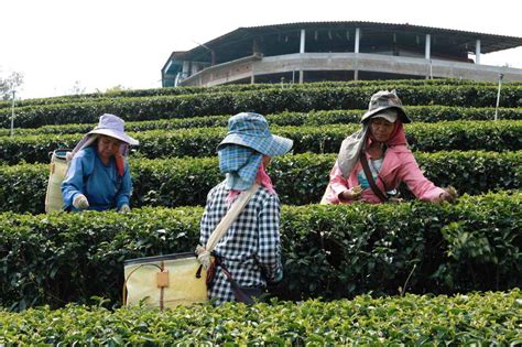 Tourist Places to visit near Munnar Tea Plantation Walking Tour Mar ...