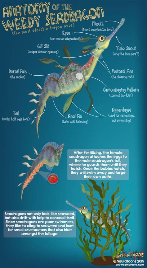 Anatomy of the Weedy Seadragon (Phyllopteryx taeniolatus) aka the ...