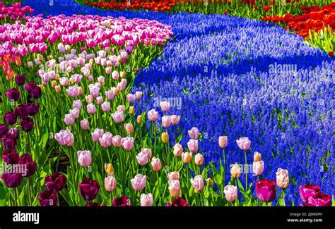 The keukenhof gardener hi-res stock photography and images - Alamy