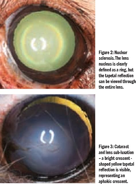 Nuclear Sclerosis Vs Cataracts In Dogs