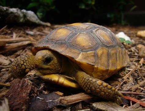 Baby Gopher Tortoise | Michael Hayes | Flickr