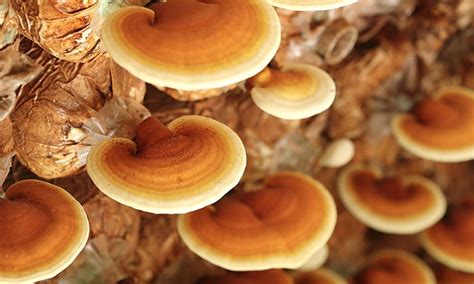 What Are Reishi Mushrooms? - Pam's Lifestyle