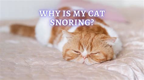 Cat Snoring: Reasons Why Your Cat is Snoring and What to Do About It