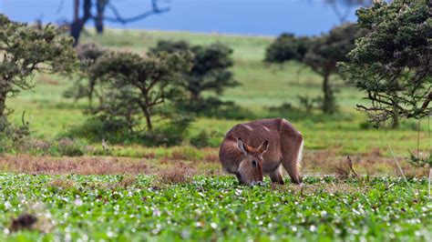 Lake Naivasha Safaris » Wildlife Safari