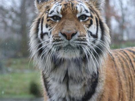 Watch Amur tigers experience snow for the first time at Knowsley Safari Park | Shropshire Star