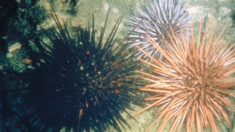 Sea Urchin (U.S. National Park Service)