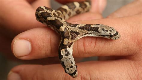 Rare two-headed snake found in Texas yard