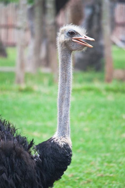 Angry Ostrich Head, Funny Ostrich. Aggressive Ostrich. Angry Bird ...