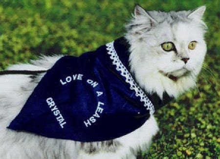 Therapy Cats | The Cat Site