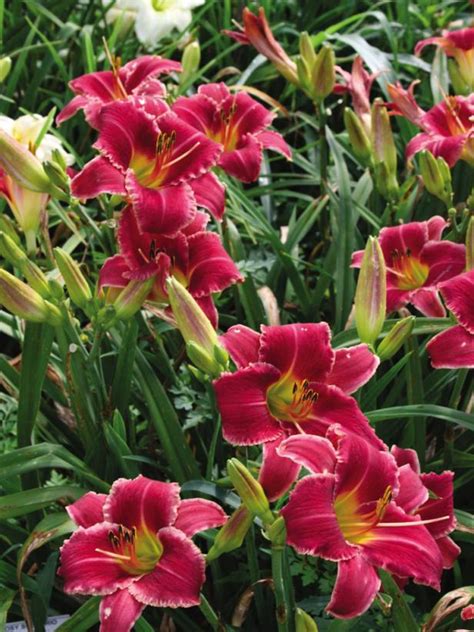 Learn All About 70 Different Daylily Varieties | HGTV