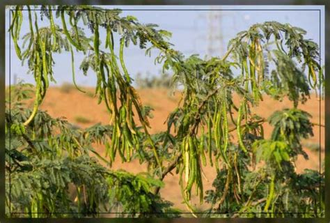 Ghaf Tree: Its Importance in The Dessert - Al Ardh Alkhadra