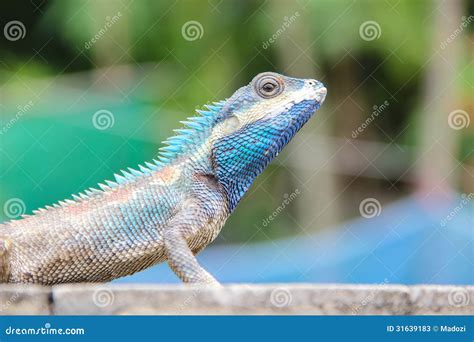 Blue Lizard stock image. Image of background, color, reptile - 31639183