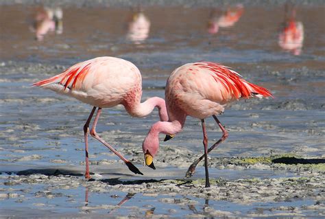 Flamingo - Wikipedia