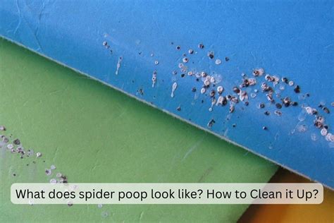 What does spider poop look like? How to Clean it Up? – Apartment ABC