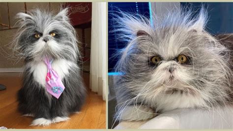 This Hairy Cat Has a Disorder That Makes Him Look Like an Adorable ...