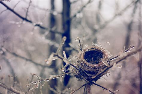 Empty Nest Photos, Download The BEST Free Empty Nest Stock Photos & HD Images