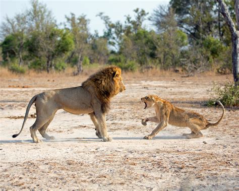 Video: Lion pride politics - Africa Geographic