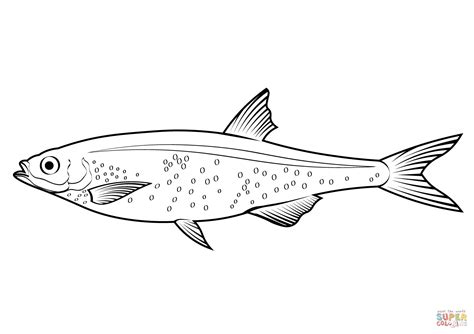 Silver Cyprinid (Rastrineobola Argentea) coloring page | Free Printable Coloring Pages