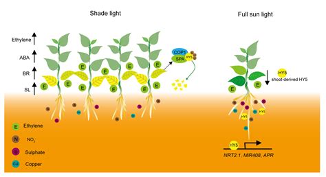 Plants | Free Full-Text | Shade-Induced Leaf Senescence in Plants