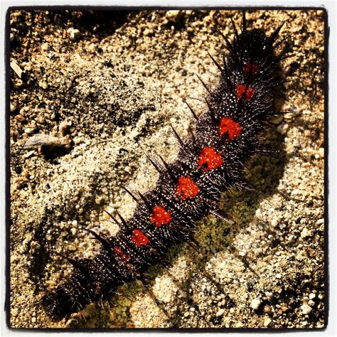 Fuzzy caterpillar red and black coated with sand crossing the trail. | Caterpillar, Fuzzy ...