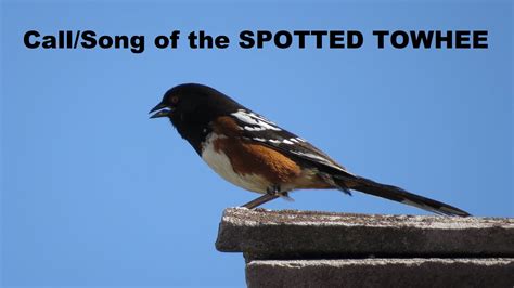 Spotted Towhee Call / Song / Sound / Singing ~ Nature Shared - YouTube