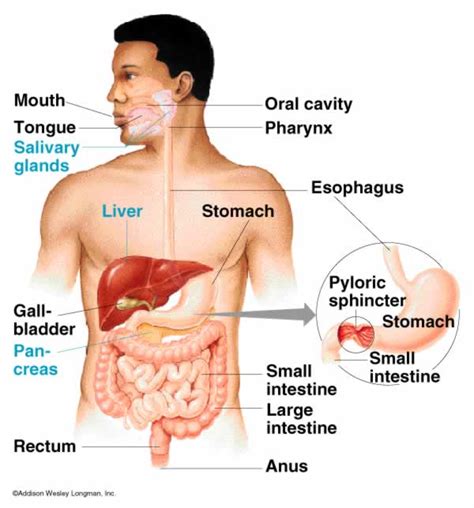 Digestive Glands - Definition , Types and Functions - CBSE Class Notes Online - Classnotes123