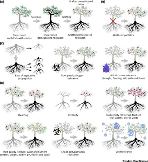 Rootstocks: Diversity, Domestication, and Impacts on Shoot Phenotypes: Trends in Plant Science