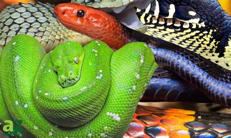 10 Snakes with the Coolest Patterns - AZ Animals