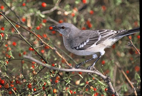 Scientists Develop New Method for Tracking Seed Dispersal and Establishment