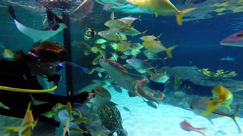 Florida Keys Aquarium Encounters - 106 Photos - Aquariums - 11710 ...