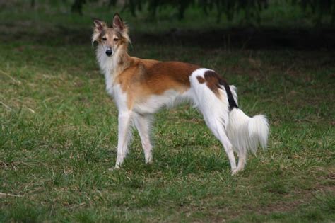 Silken Windhound Breed Guide - Learn about the Silken Windhound.