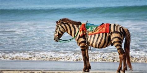 Zebras vs Horses: 7 Differences Comparison - Equine Desire