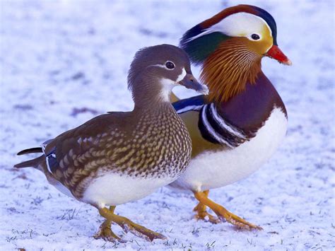 Mandarin Ducks Wallpapers - Wallpaper Cave