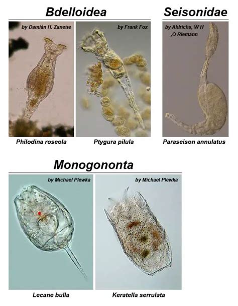 Phylum Rotifera