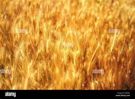 yellow grass, texture, background Stock Photo - Alamy