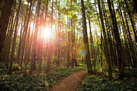 Morning Hike Through the Forest Photograph by Stephanie McDowell - Fine ...