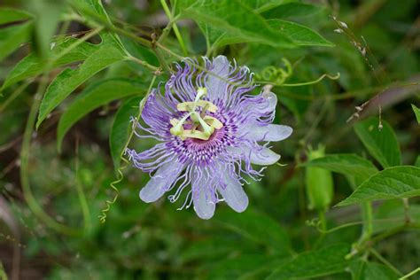 A Second Spring: Fall Wildflowers in Texas - Texas Kids Adventures