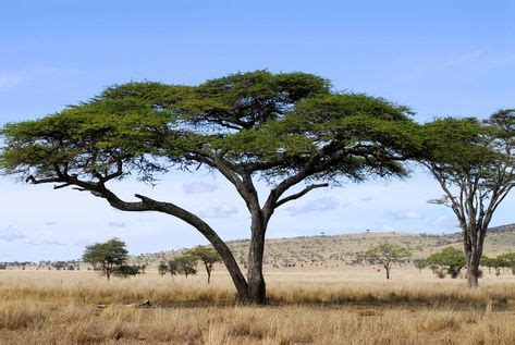 Acacia Tree Facts (With images) | Acacia tree, African tree, Tree