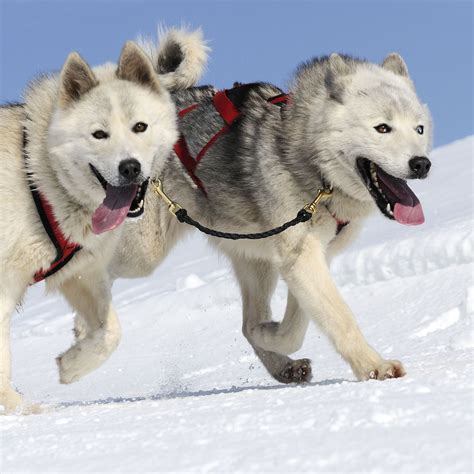 Sled Dog Breeds | The Smart Dog Guide