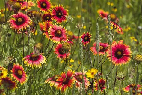 Best Texas Hill Country Wildflowers of 2017 - Willow Point Resort