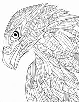 Eagle Head Coloring Page  Download Print Or Color Online For Free sketch template